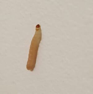 Indian meal moth larvae - Not a maggot