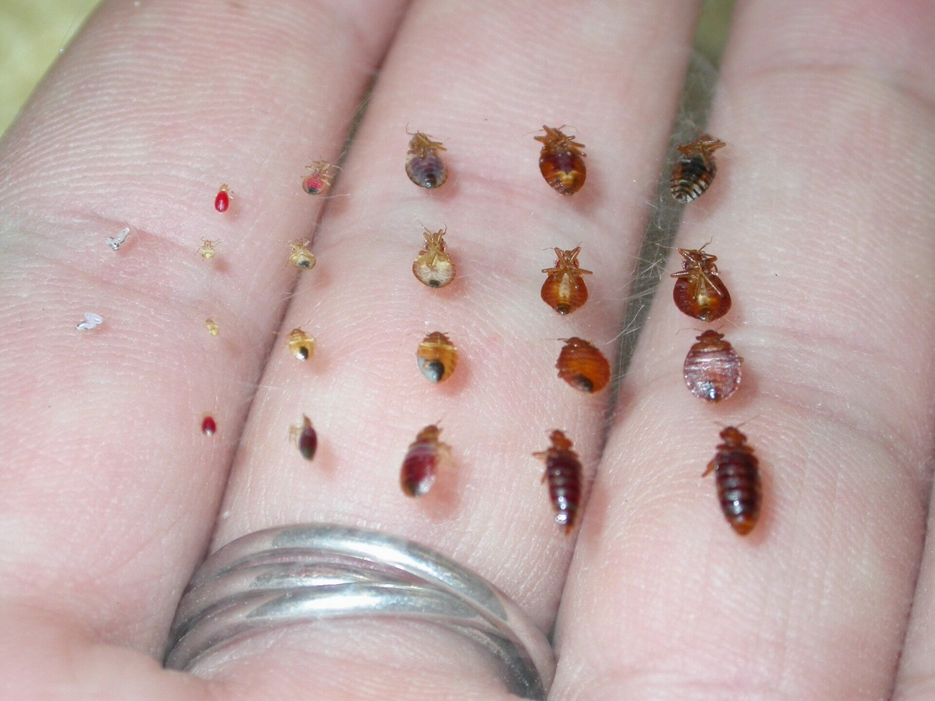 what do dead baby bed bugs look like